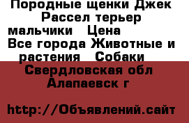 Породные щенки Джек Рассел терьер-мальчики › Цена ­ 40 000 - Все города Животные и растения » Собаки   . Свердловская обл.,Алапаевск г.